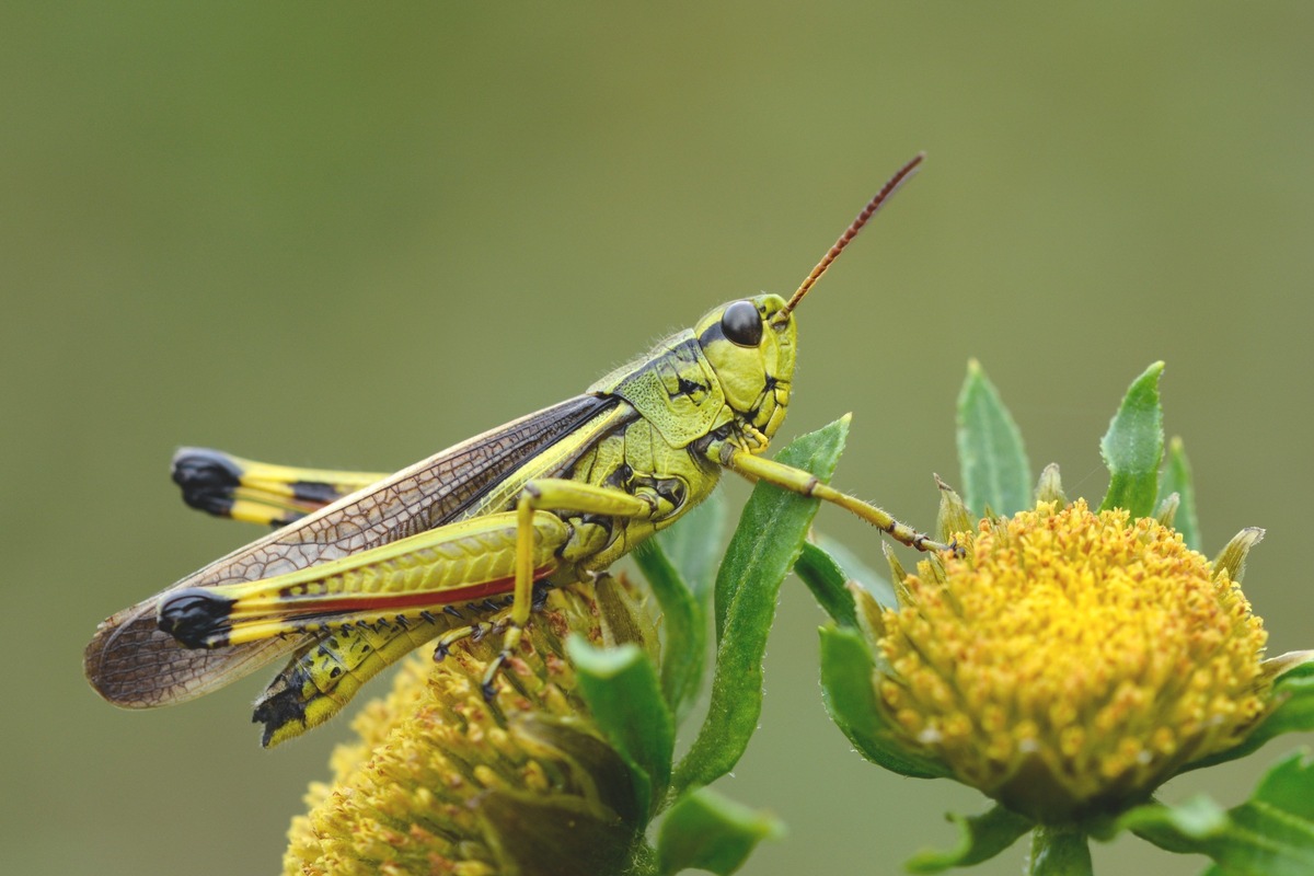 Praxisprojekt für den Insektenschutz: Bundesumweltministerium fördert angewandtes Forschungsvorhaben der Universität Osnabrück