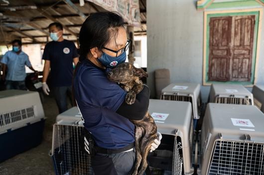 Un million de chiens tués : QUATRE PATTES fait fermer un abattoir au Cambodge