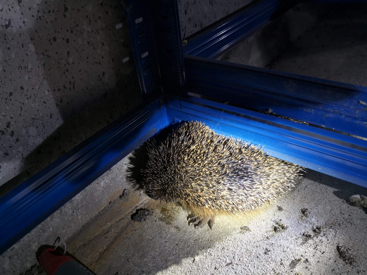 FW-WRN: TH1 - Igel in einer Garage unter einem Schwerlastregal eingeklemmt