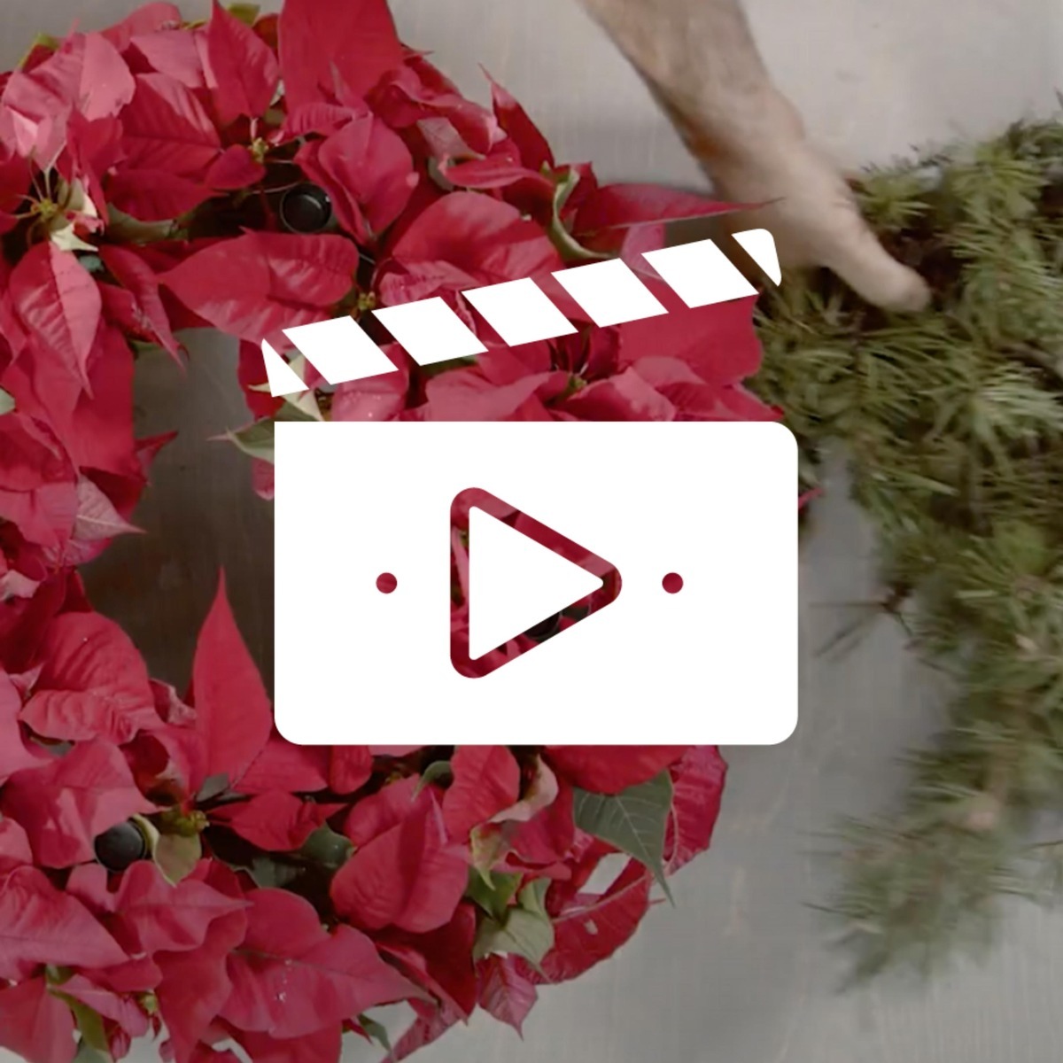 Blumige DIY-Ideen für die Adventszeit: Top-Floristen präsentieren in neuen Videos Dekoideen mit Weihnachtssternen