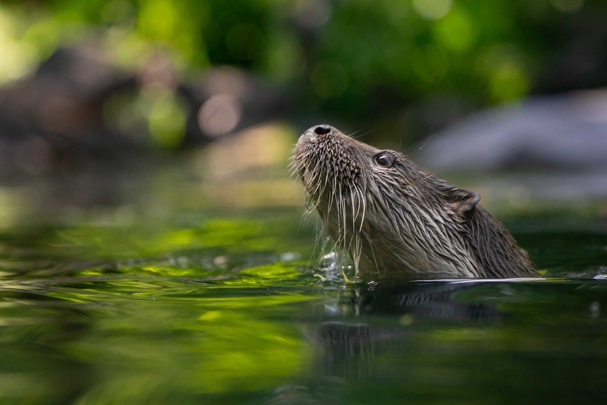 Naturschutzerfolg: Seit zehn Jahren wieder Fischotter in Hessen