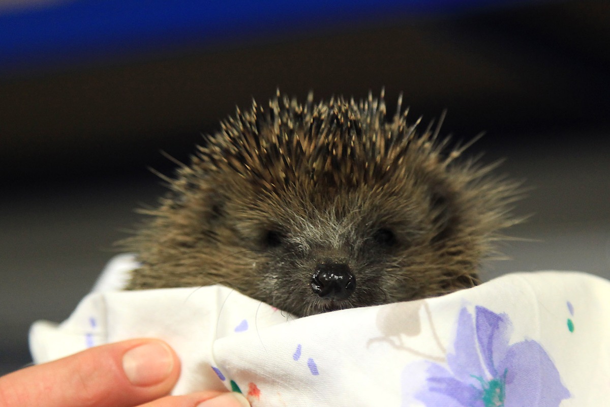 FW-E: Igel aus Stahlmattenzaun befreit, Bolzenschneider bringt Hilfe