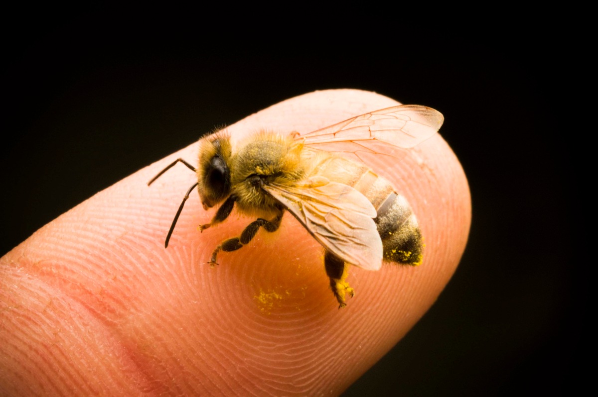 &quot;Save the Bees!&quot; - &quot;Galileo&quot; zeigt, warum wir Bienen schützen müssen (mit Bild)