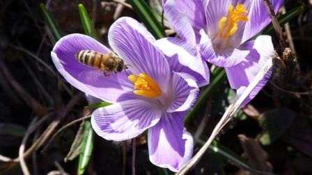 Lebensbedrohliche Insektengift-Allergie