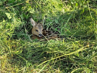 Communiqué de presse: Fenaison 2024 - la Protection Suisse des Animaux PSA soutient un sauvetage efficace des faons avec sa propre flotte de drones