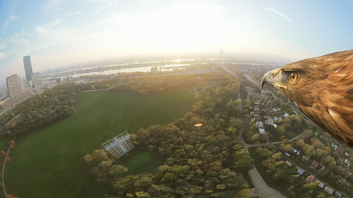 Wien aus der Adlerperspektive - BILD