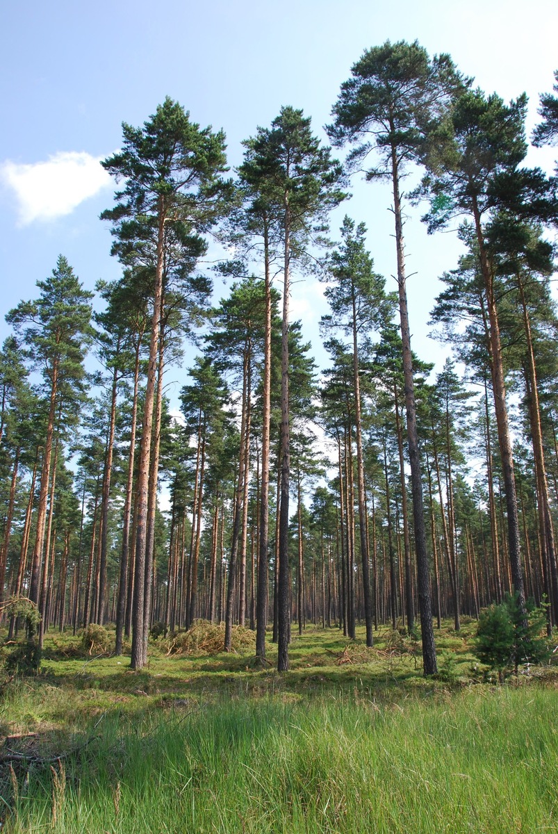 DBU Naturerbe stellt Managementplan für Rüthnicker Heide vor