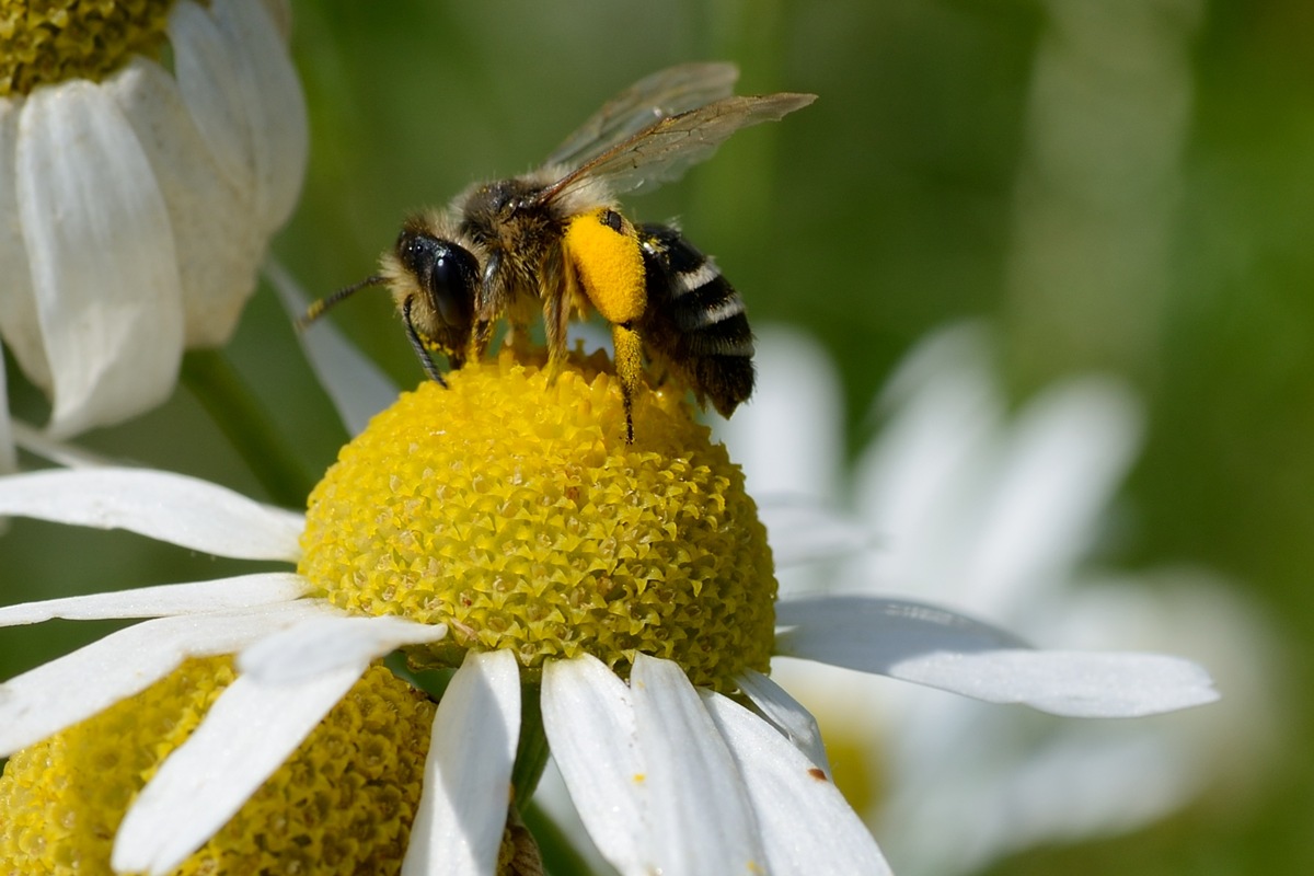 EDEKA und WWF: &quot;Landwirtschaft für Artenvielfalt&quot; wird auf Obstanbau ausgeweitet - Bio-Apfelsaft gibt&#039;s jetzt mit Artenschutz-Plus