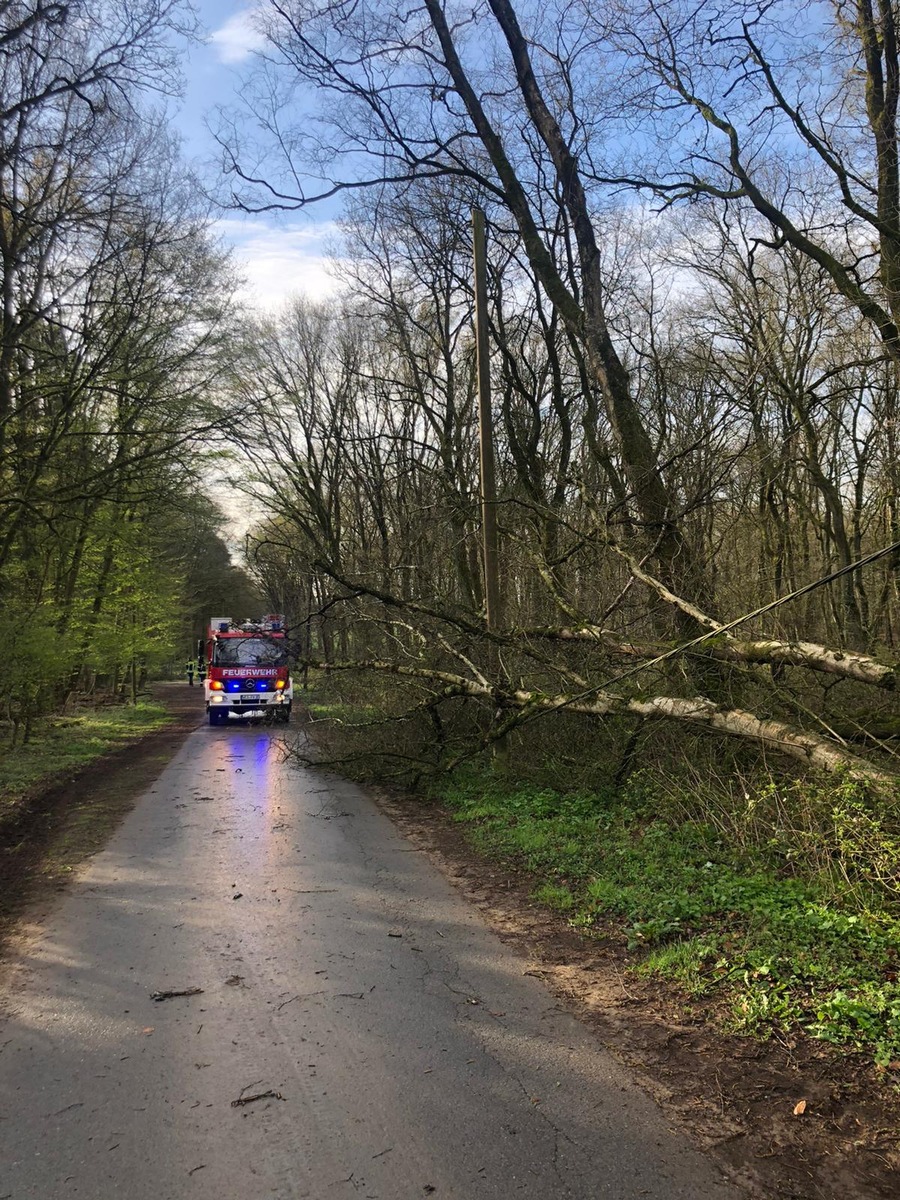 FW-Schermbeck: Baum auf Stromleitung