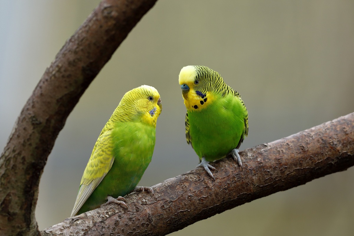 ZZF-Symposium 2021: „Zier(?)-Vögel? – Uninteressant!?“