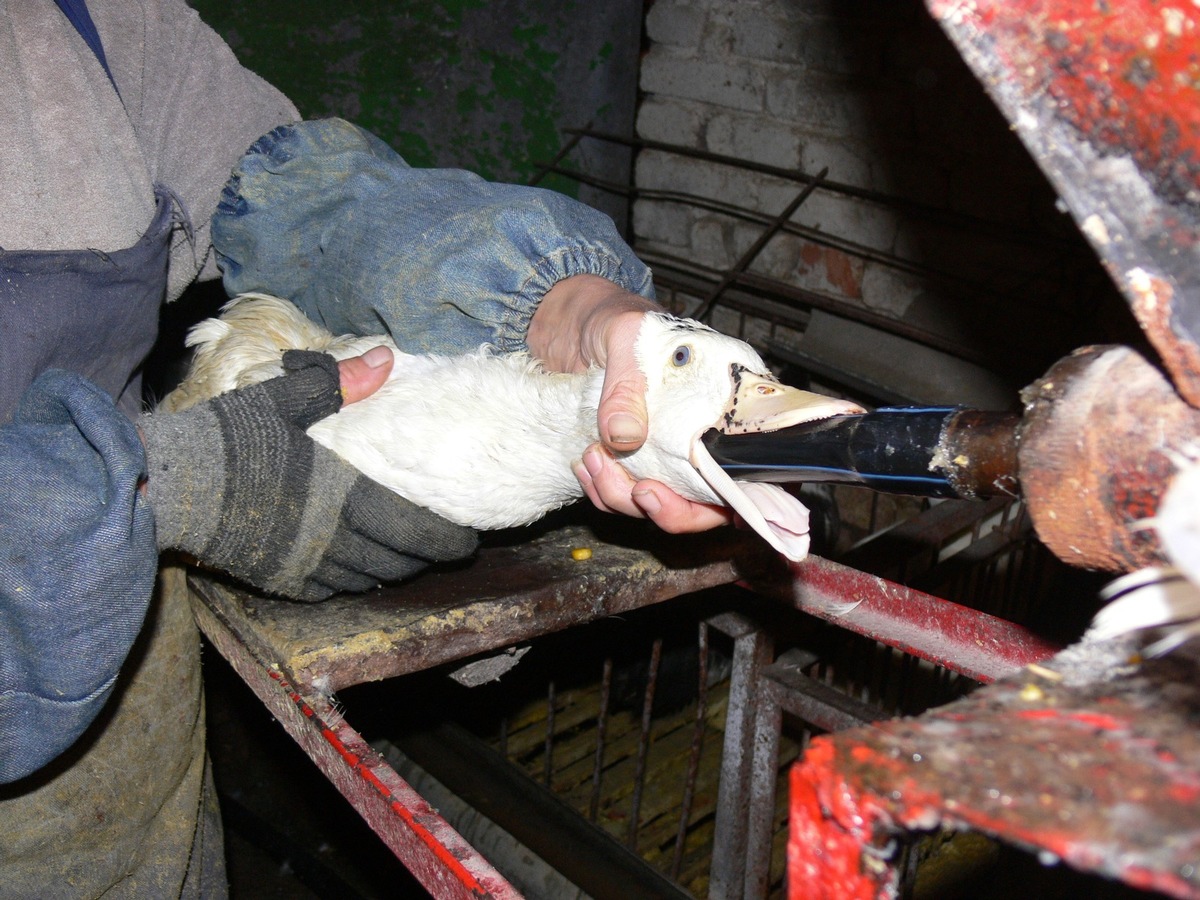 Der Nationalrat befürwortet Importverbot für tierquälerisch erzeugte Stopfleber