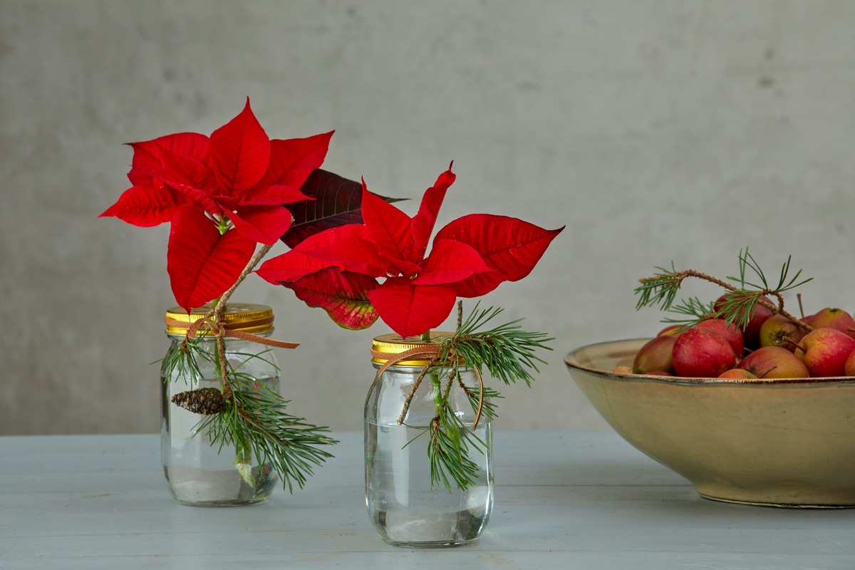 Sag es durch den Stern: Geschenkideen und Verpackungen mit dem Weihnachtsstern