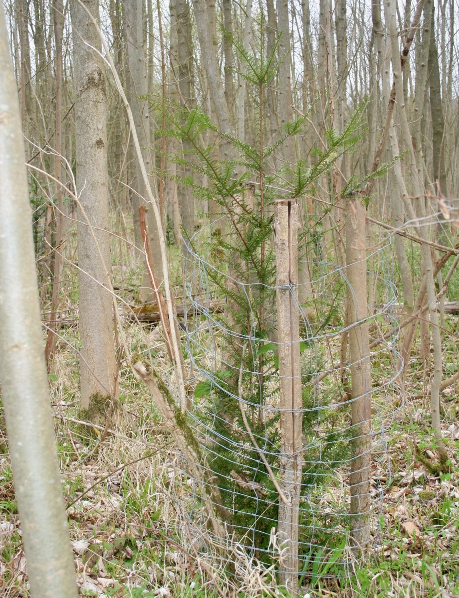 Für Hessens größtes Eibenvorkommen: Bergwaldprojekt-Freiwillige kommen nach Wehretal, um Eiben zu schützen und zu fördern