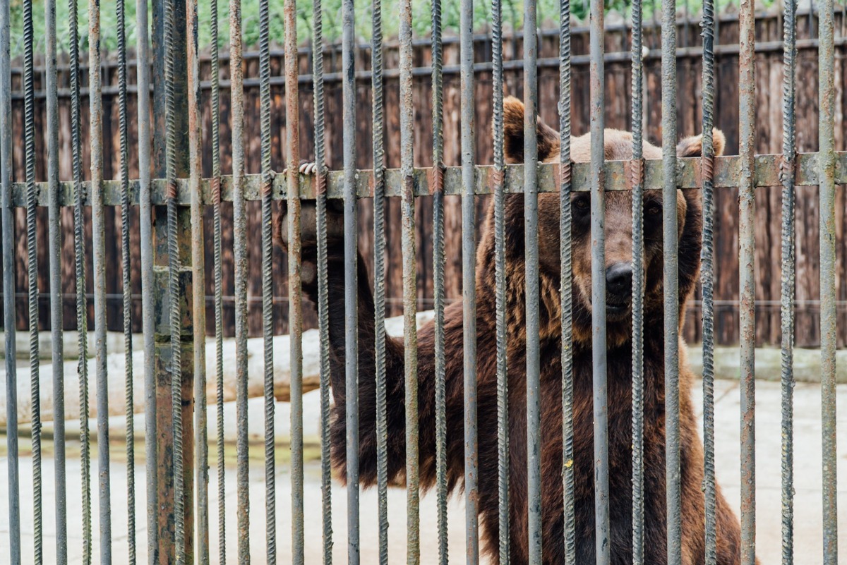 VIER PFOTEN rettet &quot;Präsidentenbären&quot; Leo und Melanka in der Ukraine