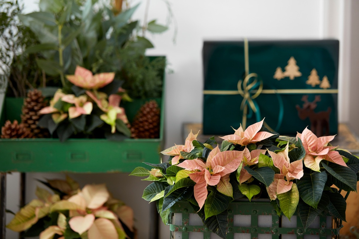 Nicht nur zur Weihnachtszeit: Herbstzauber mit Poinsettien