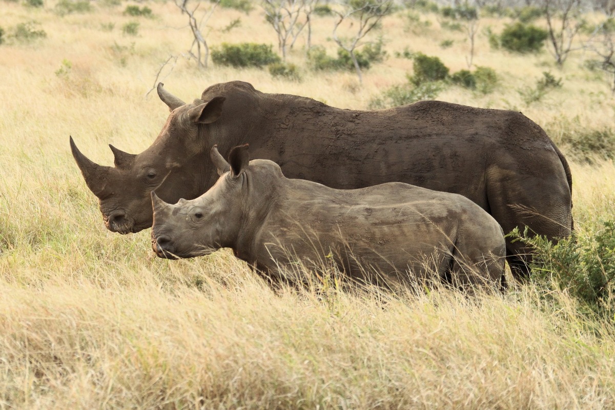 Thanda Safari erweitert Initiativen zum Schutz der Nashörner - mit modernster KI-gestützter Technologie