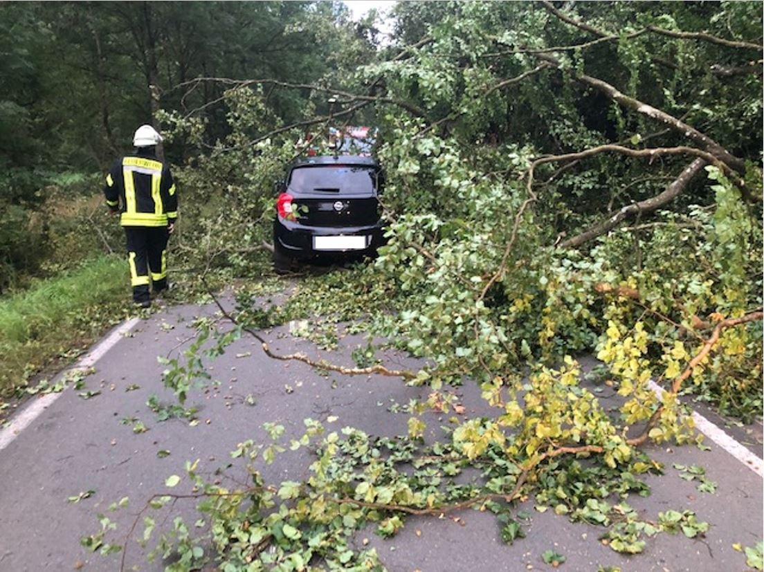 POL-PDWIL: Verkehrsunfall durch umgestürzten Baum