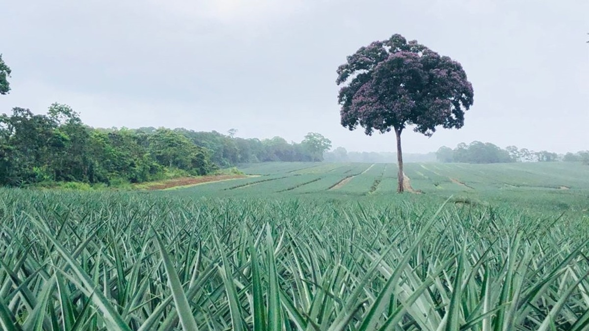 DEG finanziert nachhaltige Ananas-Produktion