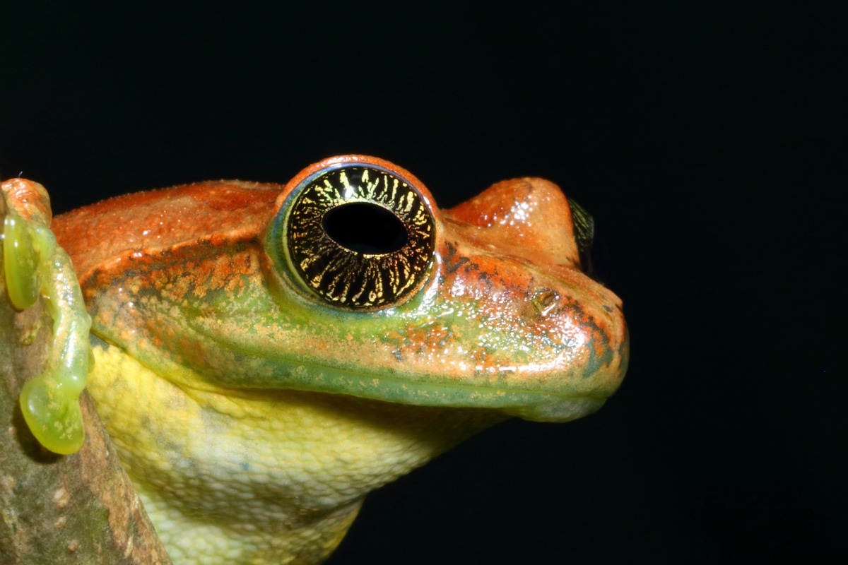 3sat-Dokumentation über seltene Froscharten