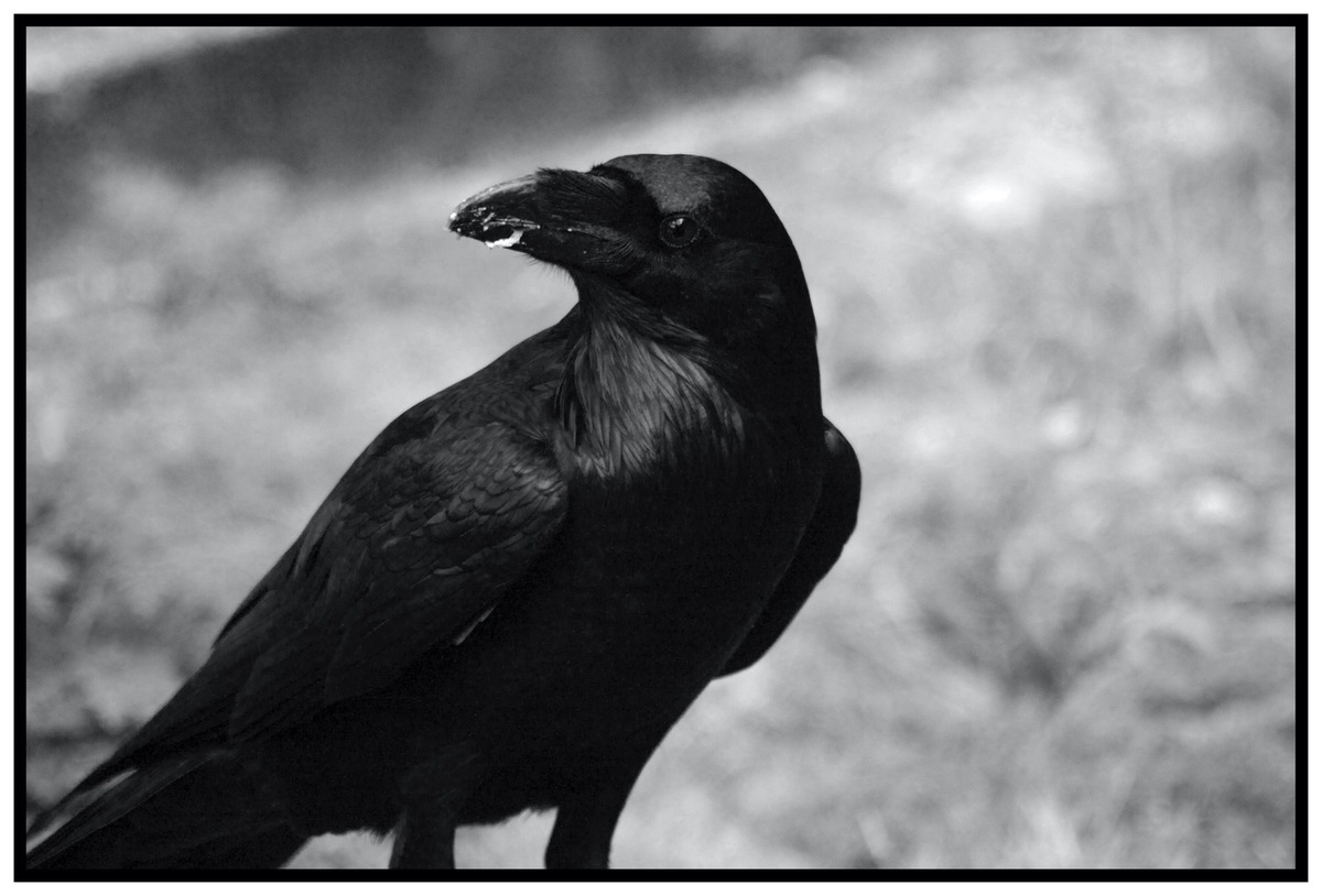 Clever und smart: Rabenvögel ziehen beim Hütchenspiel mit Menschenaffen gleich - Studie zur Intelligenz von Raben der Uni Osnabrück und des Max-Planck-Instituts für Ornithologie