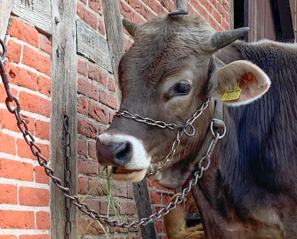 Tierquälerei im Museumsdorf Volksdorf - große Sorge um die Sicherheit des Rindes Goofy