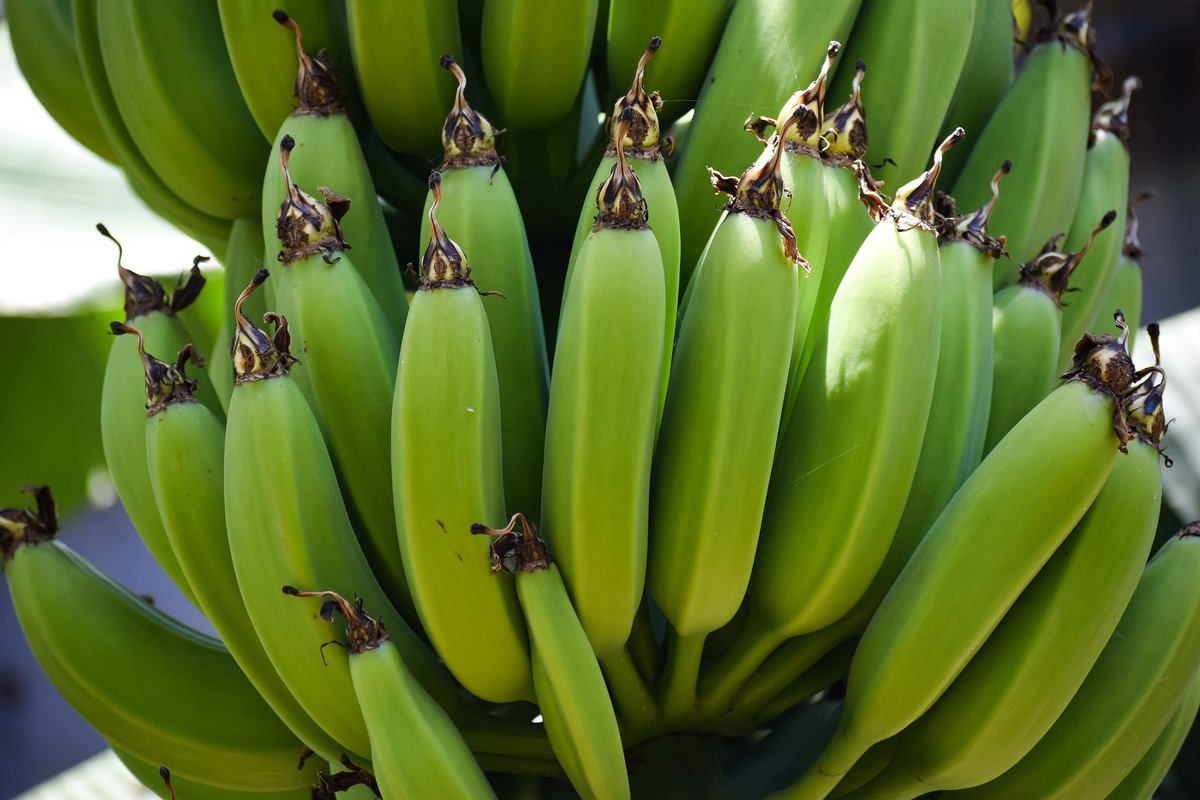 Biologische Vielfalt: Empfehlungen für Bananen- und Ananasanbau