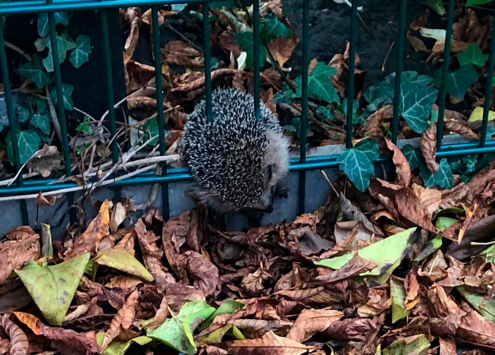 FW-DO: Igel aus Zaun befreit