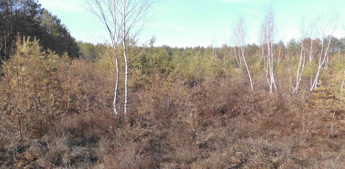 Waldbrandgefahr auf DBU-Naturerbeflächen