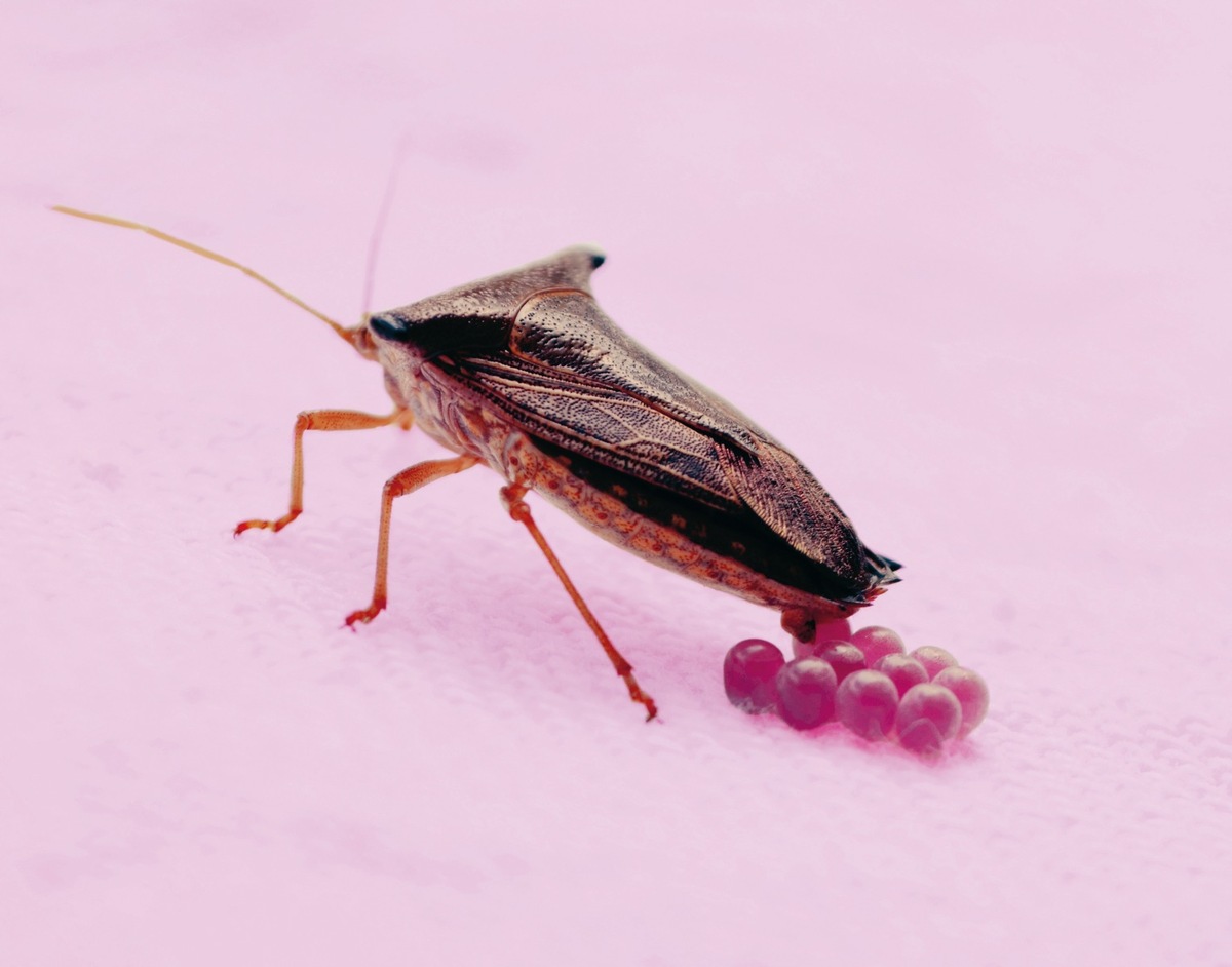 Ostern im Naturama: Auch Insekten legen Eier!