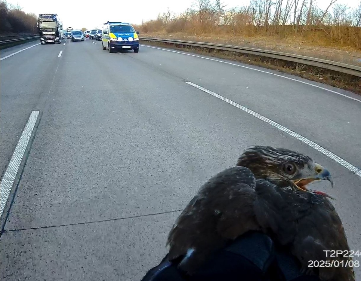 POL-HI: Verletzter Greifvogel legt Verkehr auf der A7 lahm - Beamte der Autobahnpolizei Hildesheim als Tierretter im Einsatz