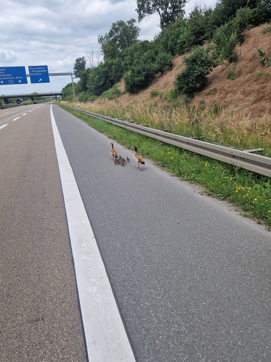 POL-DA: Rüsselsheim: Nilgansfamilie nach Autobahnsperrung wohlauf