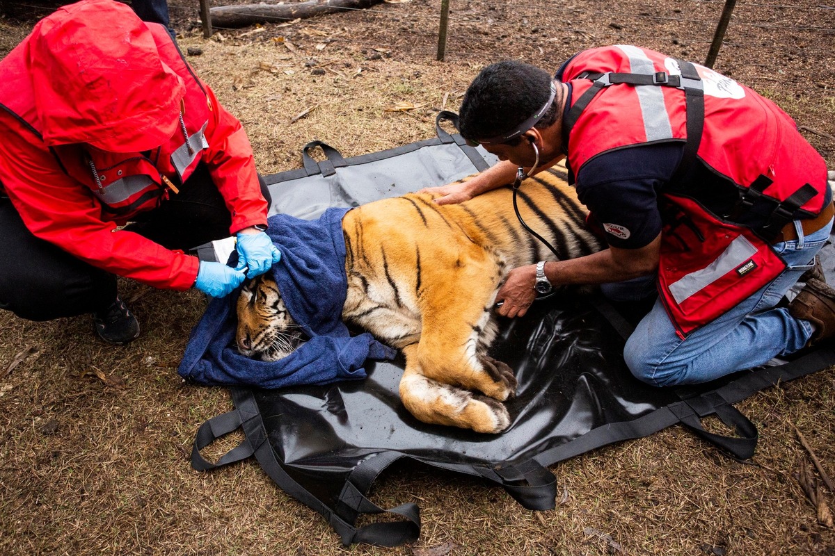 Brisante Tigerrettung endet erfolgreich