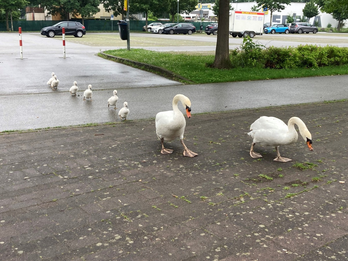 POL-MA: Hemsbach/ Rhein-Neckar-Kreis: Polizei geleitet Schwanenfamilie sicher durch den Straßenverkehr