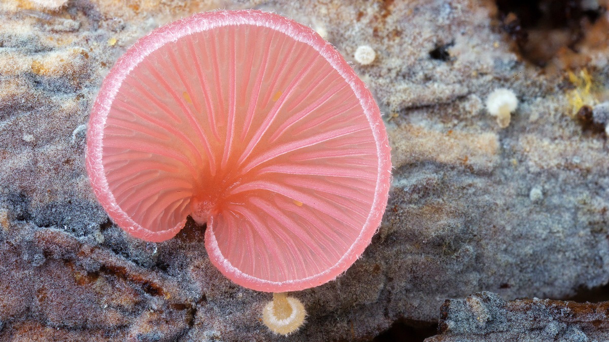 Die Vielseitigkeit der Pilze bei &quot;planet e.&quot; im ZDF