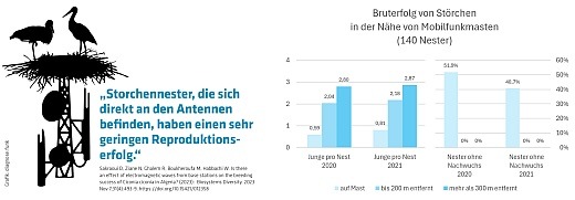 Studie: Storchen-Nachwuchs klapp(er)t nicht in der Nähe von Mobilfunkmasten