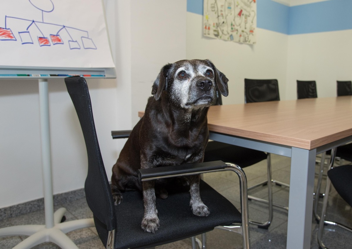 Oubliez les chiots ! Les chiens seniors méritent aussi un nouveau foyer