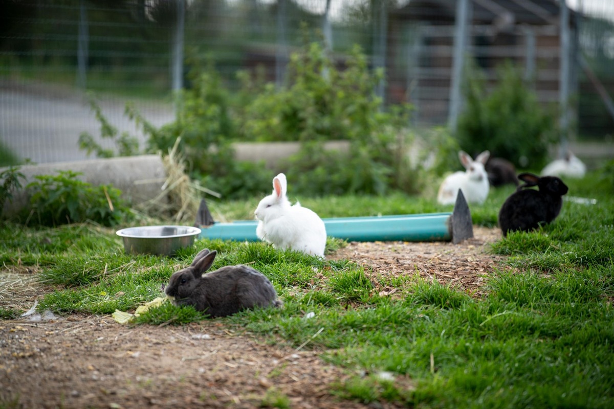 Pas de vrai lapin dans les paniers de Pâques!