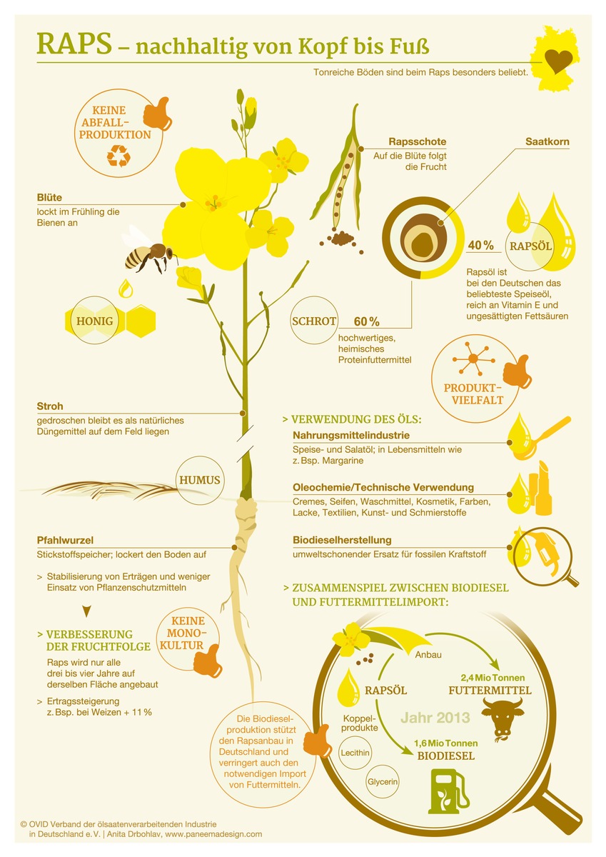 Infografik: Raps - nachhaltig von Kopf bis Fuß / Die Ernte ist in vollem Gange: wichtige Fakten über das wahre Multitalent Raps (FOTO)