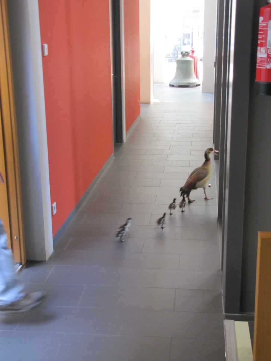 POL-F: 130729 - 684 Fechenheim: Alle meine Gänschen.... - Bitte Fotos beachten!