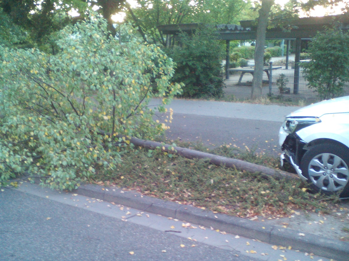 POL-PDLU: Speyer - Baum umgefahren (67-1207)