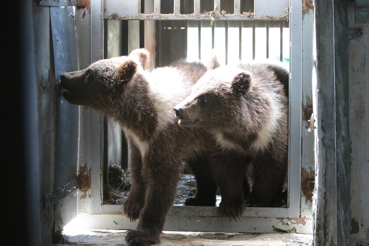 VIER PFOTEN bringt sechs Monate alte Braunbären in Tierschutzzentrum