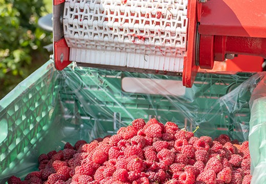 Sirup aus Schweizer Himbeeren