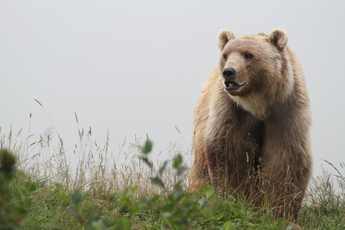 Napa, le premier pensionnaire d&#039;Arosa Terre des Ours, est décédé aujourd&#039;hui à l&#039;âge de 14 ans