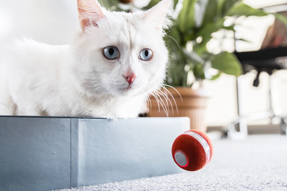 Außergewöhnliches Katzenspielzeug gegen Langeweile - neues Upgrade begeistert