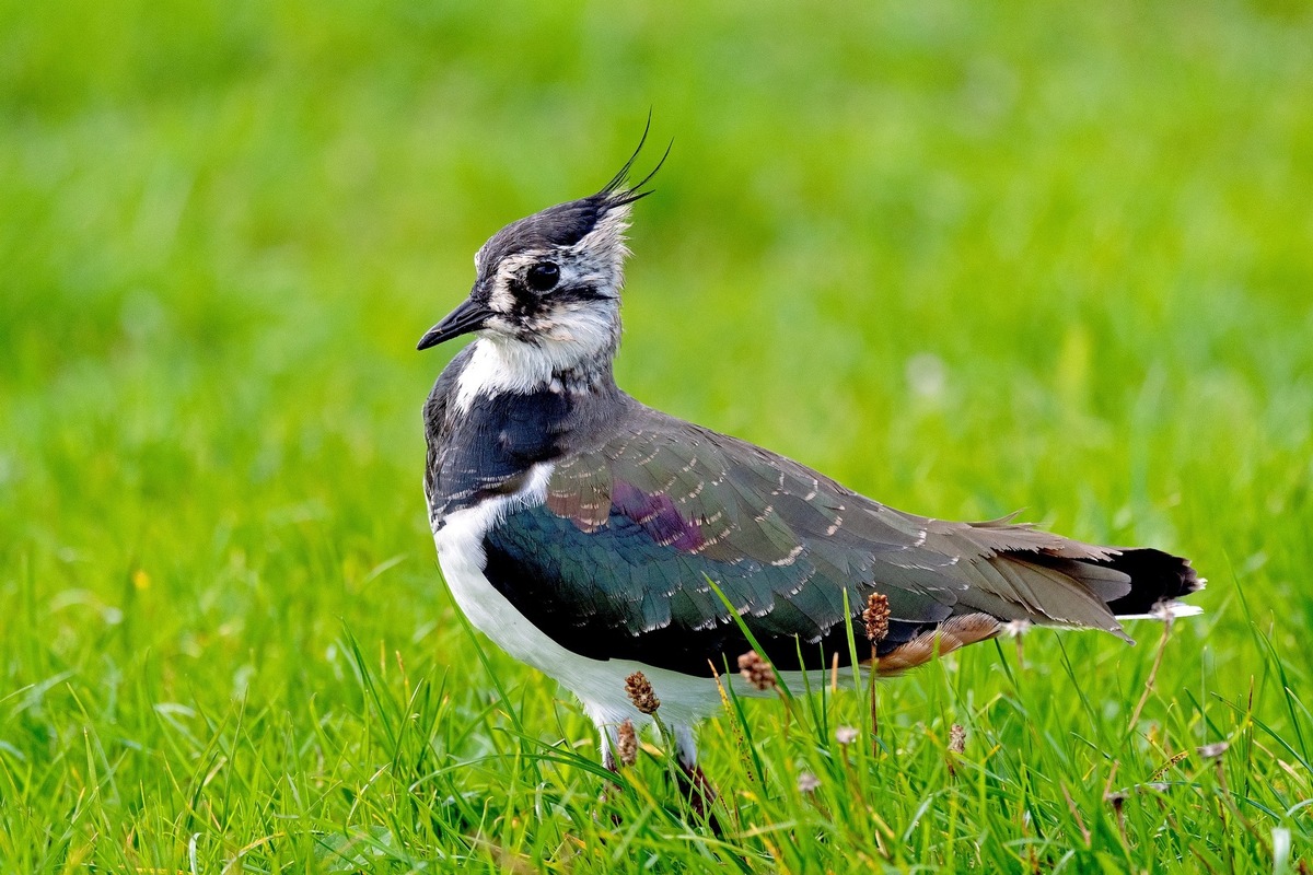 ++ Kiebitz-Population am Grünen Band verdoppelt sich – BUND-Erfolg für Vogel des Jahres – Initiativen zum Schutz zeigen Wirkung ++