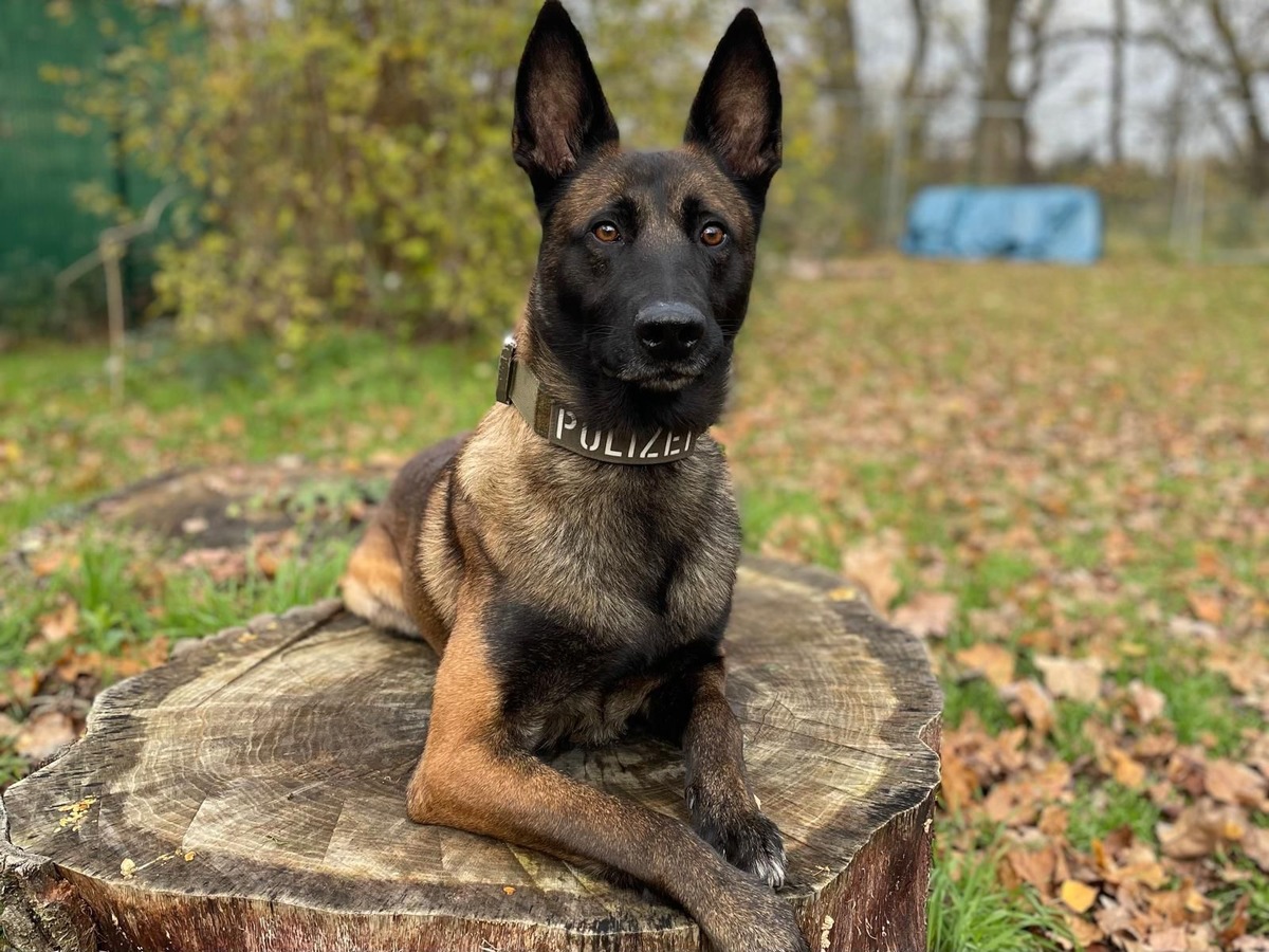 POL-KS: Zwei Einbrecher festgenommen: Diensthund Loki stöbert mit doppeltem Haftbefehl gesuchten 34-Jährigen in Tiefgarage auf