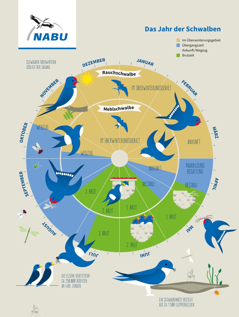 NABU: Das Schwalbenjahr beginnt / Hilfe für die gefährdeten Glücksboten