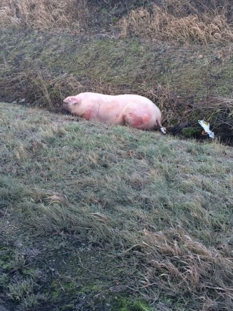 POL-HOL: Landesstraße 583 zwischen Stadtoldendorf und Lenne: Schweinerei im Straßengraben - &quot;Schlachtschwein wollte Schlachthof entkommen&quot; -