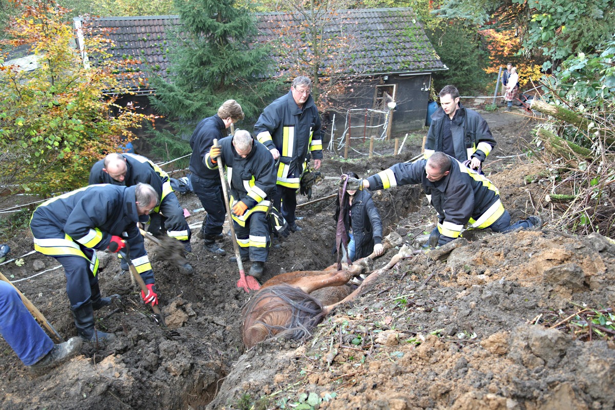 FW-E: Erfolgreiche Tierrettung in Essen-Byfang, Holsteiner Pferd war in Graben gerutscht