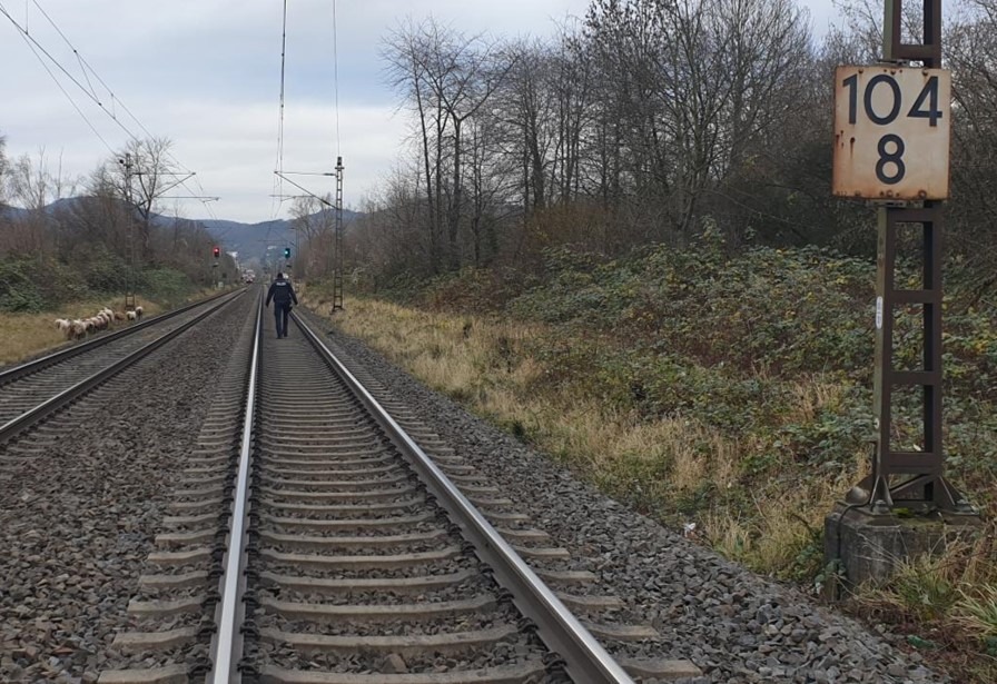 BPOL NRW: Schafe im Gleis - Bundespolizei rettet tierische Gleisläufer